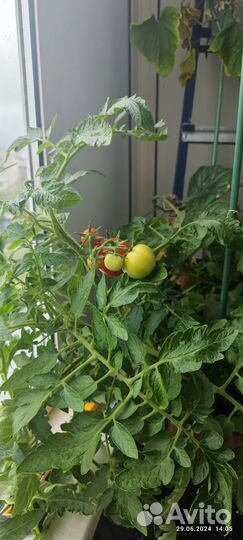 Кусты томата