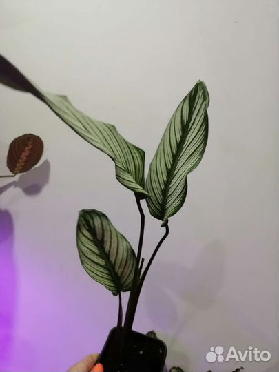 Калатея мажестик вайт стар