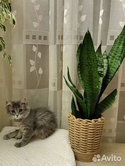 Сансевьерия