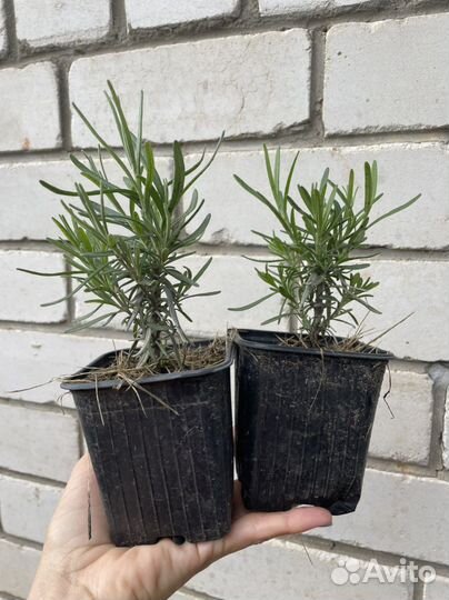 Лаванда саженцы