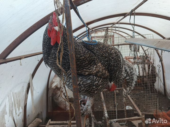 Инкубационное яйцо кур