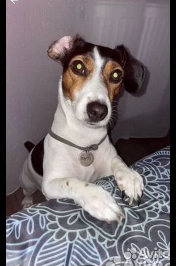 Щенки джек рассел терьер