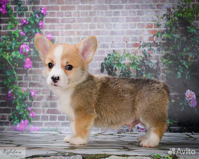 Вельш-корги пемброк детки