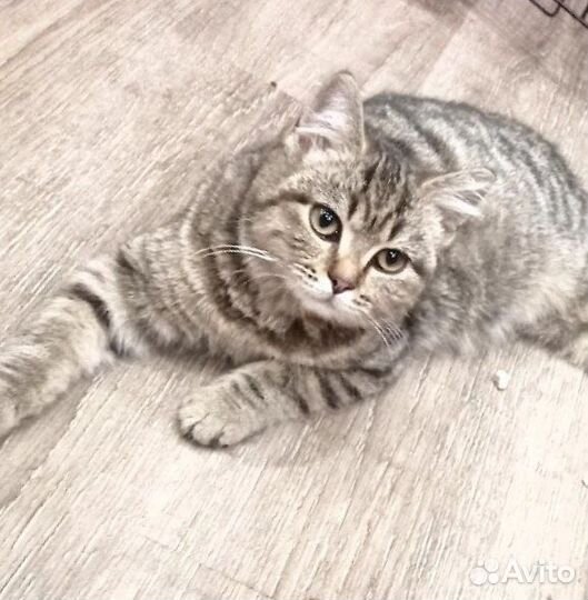 Кошечка Милашка