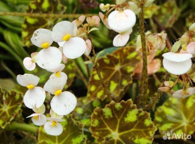 Бегония Бауэра