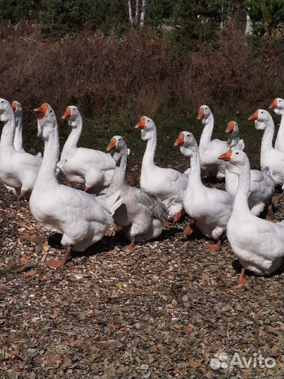 Холмогорские гуси