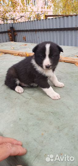 Карельская медвежья собака (лайка)