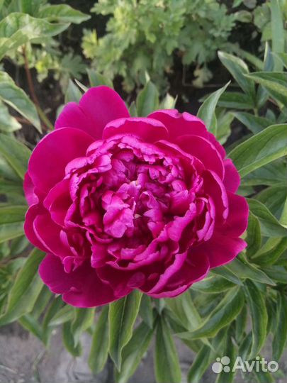 Пионы, рудбекия и другие многолетники