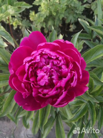 Пионы, рудбекия и другие многолетники