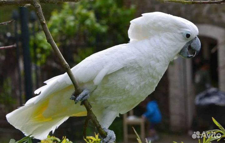 Какаду Альба