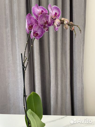 Орхидея фаленопсис доставка бесплатно