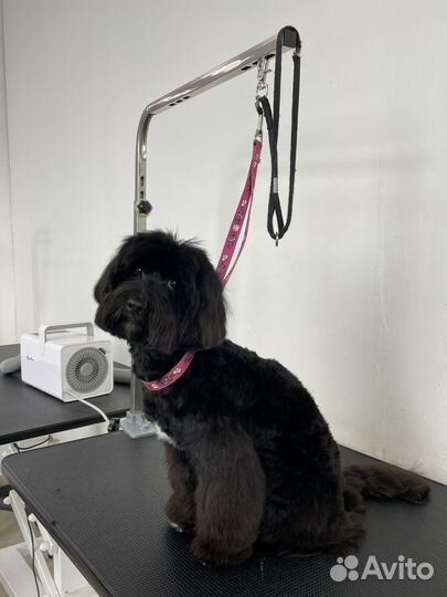 Груминг / Стрижка собак