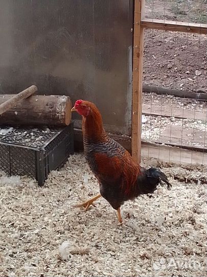 Молодые петухи