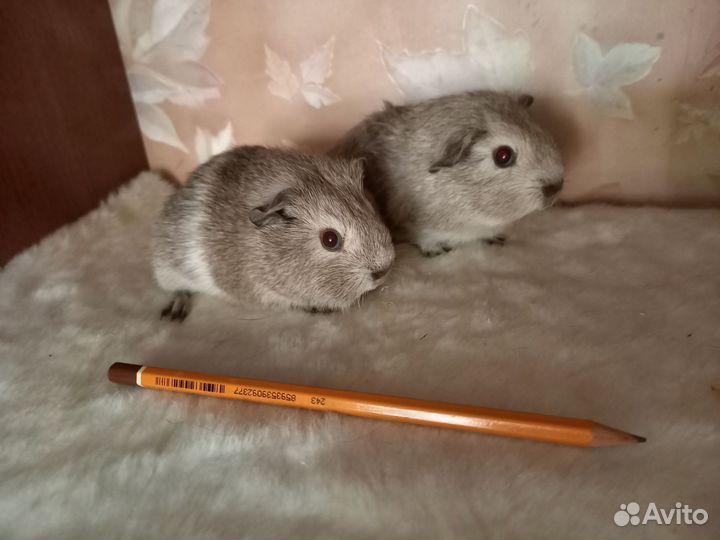 Морская свинка