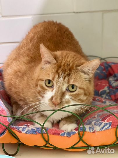 Отдам кота в добрые руки