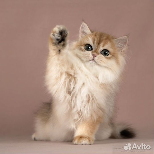 Девочка золотая британская длинношерстная шиншила