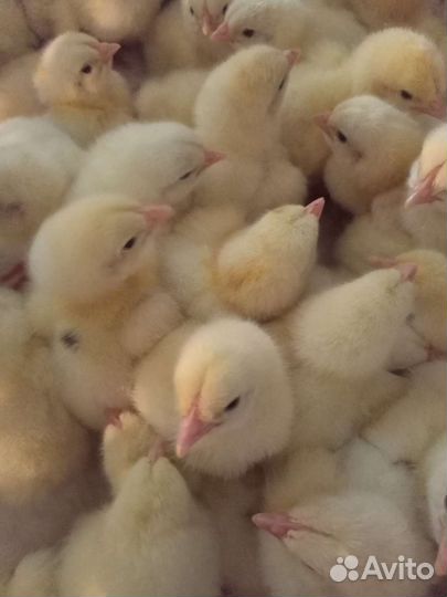 Бройлер Кобб 500 (импорт)