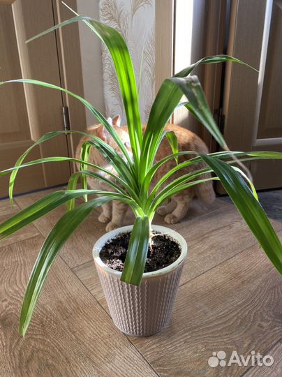 Комнатные цветы панданус