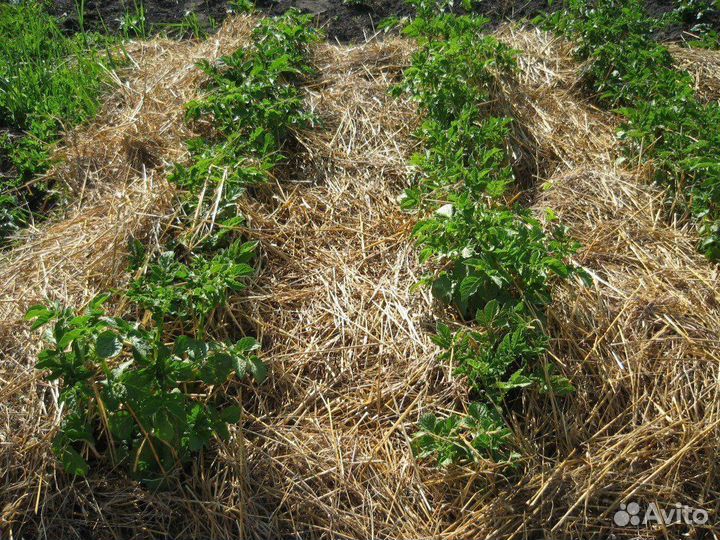 Сено на подстилку, мульчирование