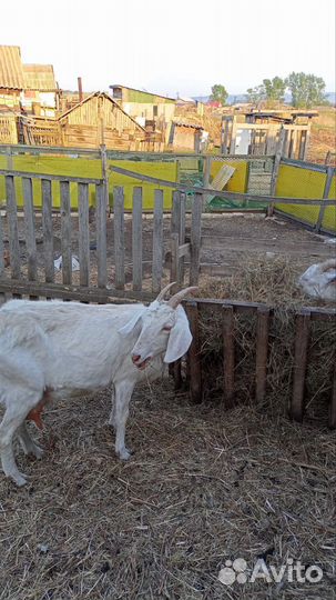 Продам коз нубийки