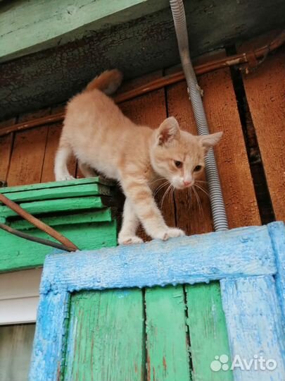 Котенок в добрые руки