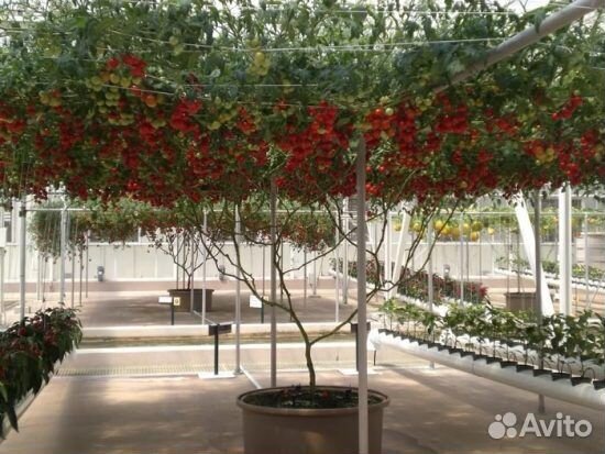 Томатное дерево