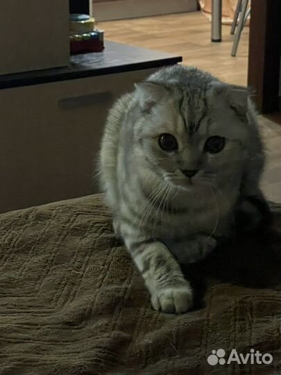 Шотландская вислоухая кошка бесплатно