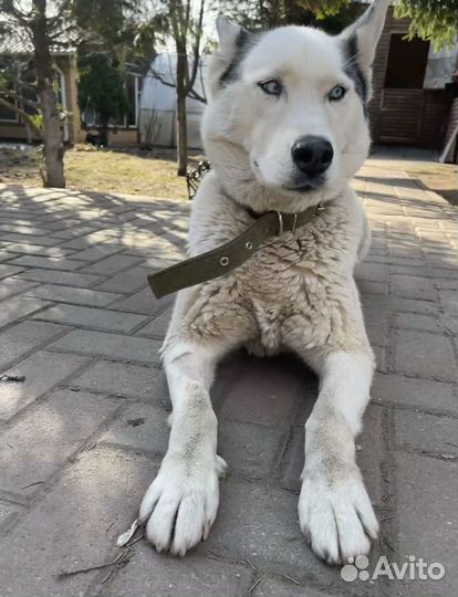 Лайка, красивая девочка