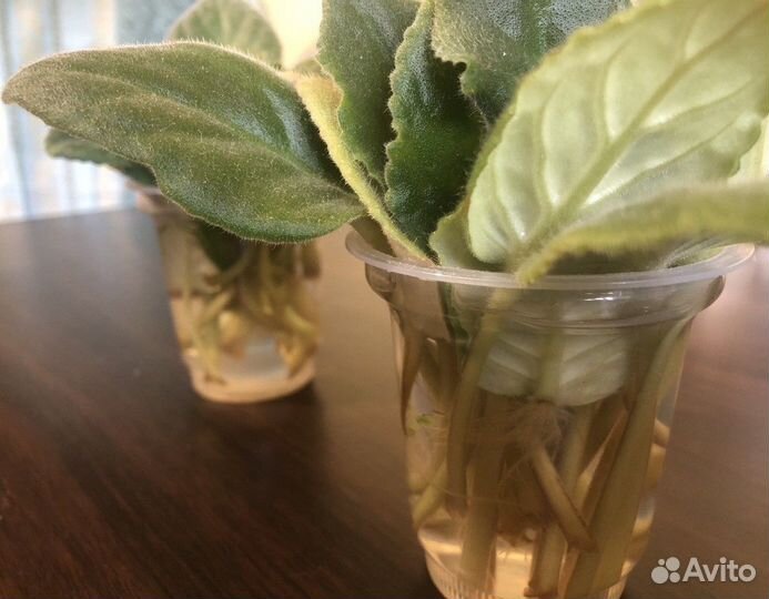 Фиалки листья