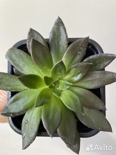 Продается Эхеверия Черный Принц