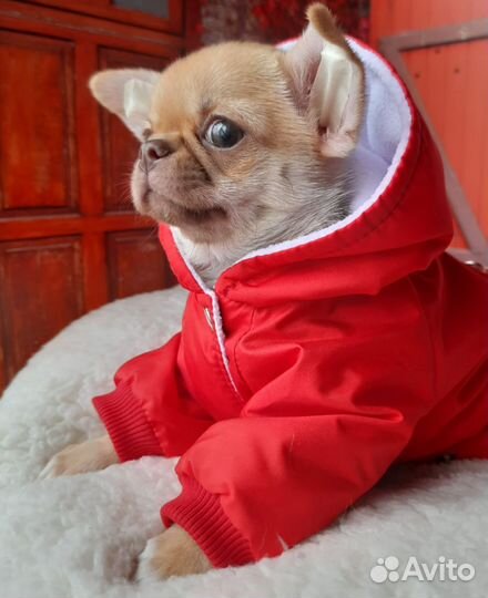 Чихуахуа девочки