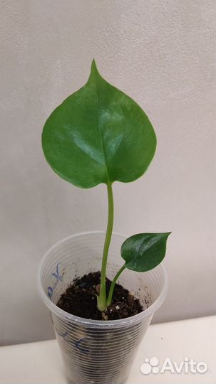 Ароидные, Диффенбахия Рефлектор