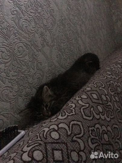 Котенок