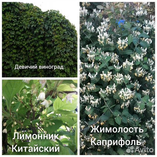 Лианы декоративные