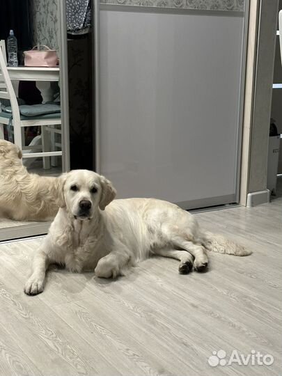 Передержка животных, няня для собак и кошек