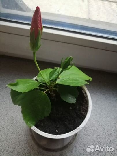 Гибискус китайская роза, Фиалка