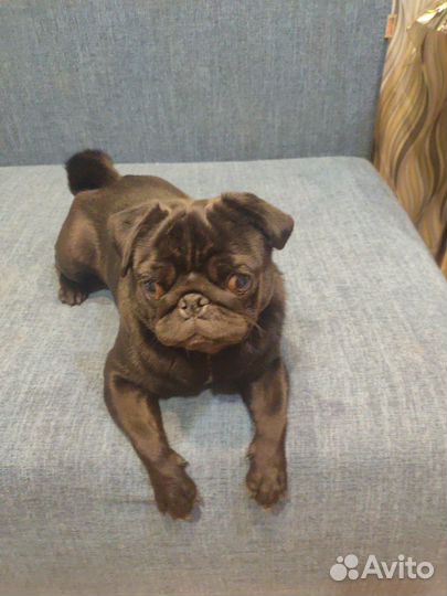 Мопс вязка мальчик
