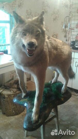 Охота и рыбалка