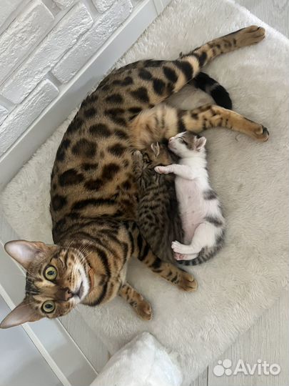 Котята в добрые руки девочка