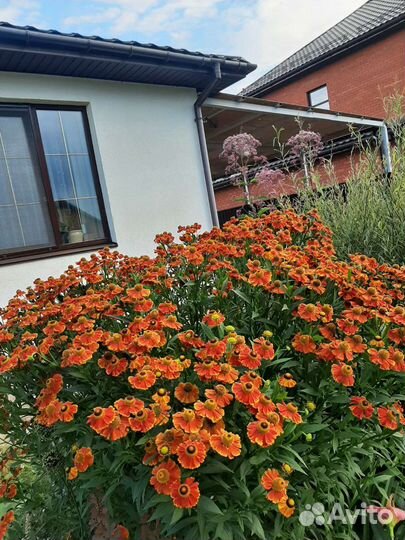 Гелениум, ирис