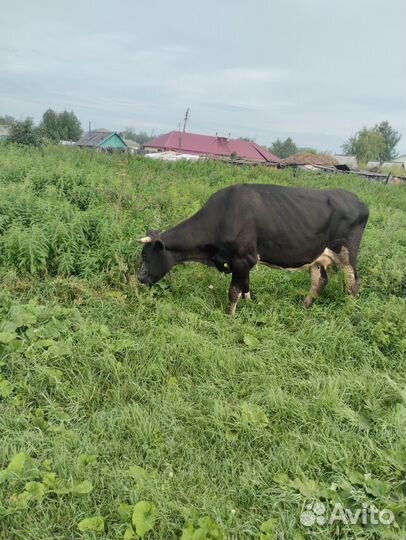 Продам корову