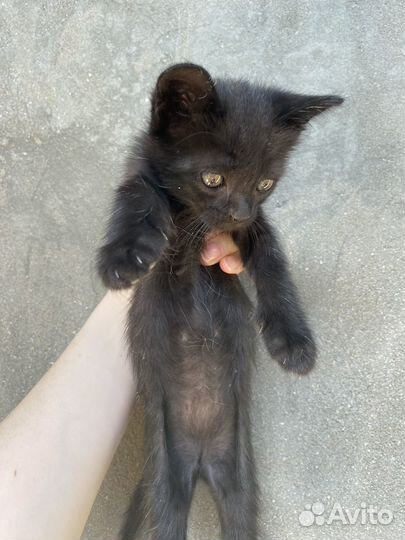 Отдам бесплатно котят