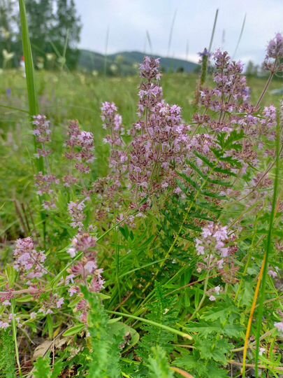 Участок 15 сот. (ИЖС)