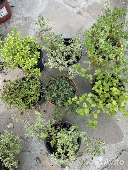 Тимьян ползучий (чабрец)