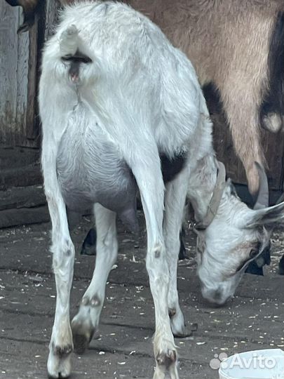 Молодые Козы :Зааненские, Альпийские