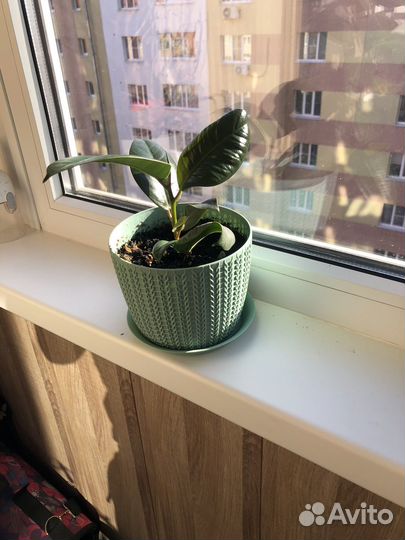 Фикус