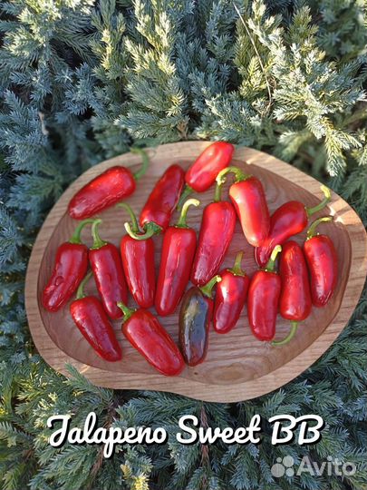 Семена острого перца