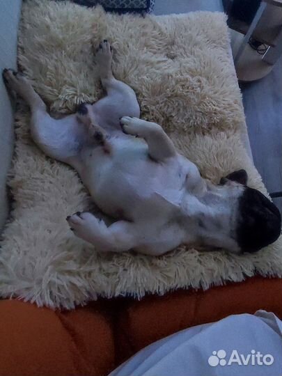 Лежанка для собак новые