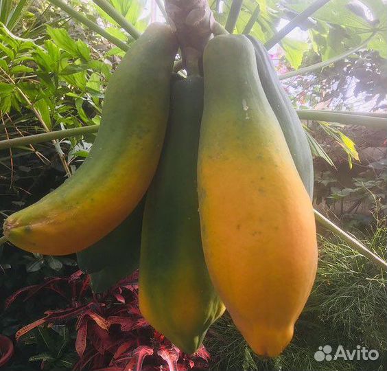 Папайя, гуаява, сизигум