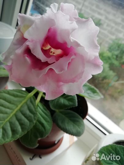 Глоксиния, обмен